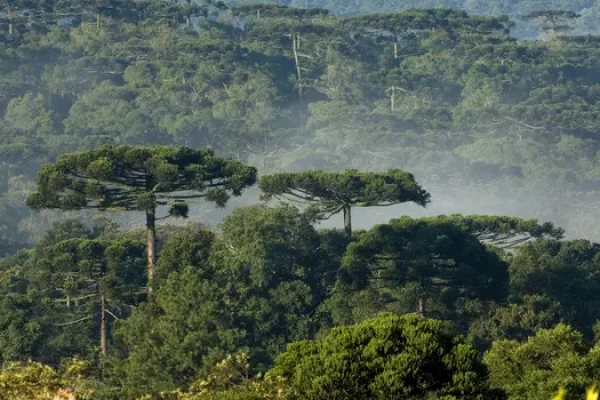 Floresta com araucárias